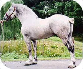 Quelle est cette race?