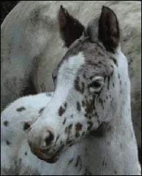 Quelle est cette race?