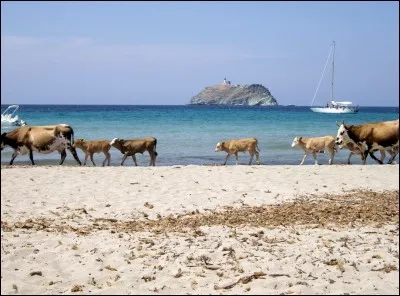 Où peut-on trouver des vaches qui se prélassent sur une plage ?
