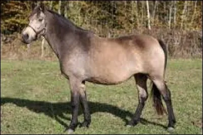 Quelle est la couleur de ce cheval ?