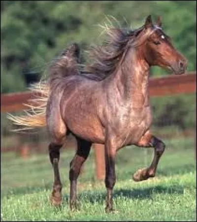 Quelle est la couleur de ce cheval ?