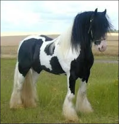 Quelle est la couleur de ce cheval ?