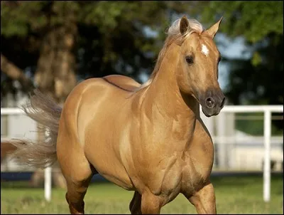 Quelle est la couleur de ce cheval ?