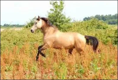 Quelle est la couleur de ce cheval ?