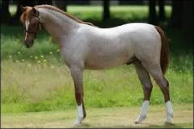 Quelle est la couleur de ce cheval ?