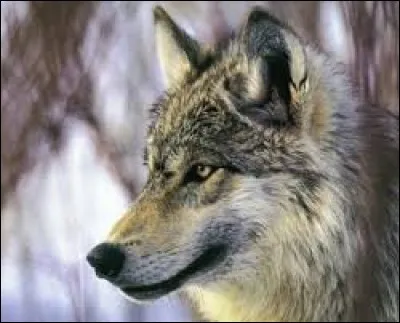 Durant quel si&egrave;cle les loups gris ont-ils &eacute;t&eacute; chass&eacute;s des terres fran&ccedil;aises ?