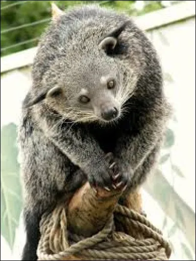 Cet animal est un binturong qui vit dans les forêts d'Asie.