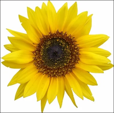 Quelle est la fleur favorite de Luna ?