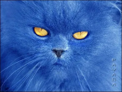La mascotte de Butagaz est un chat bleu.