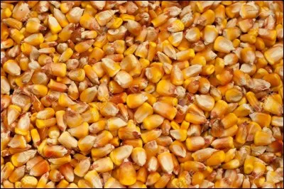 Comment se nomme cette céréale ?