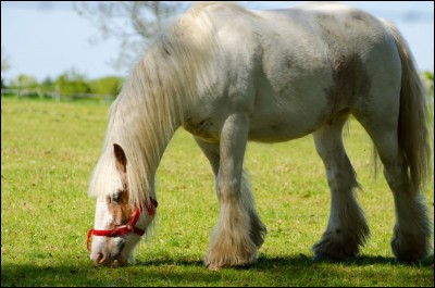Combien de temps un cheval au pré broute-t-il par jour ?