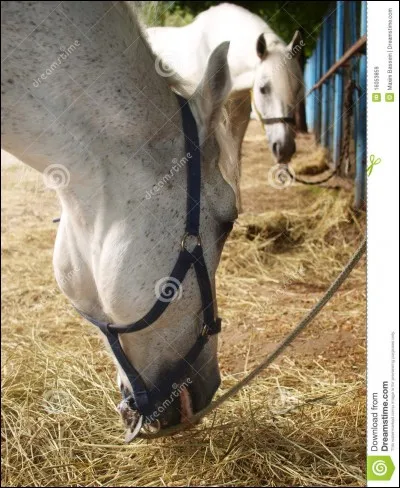 Pour un cheval à l'entraînement, quel est le nombre habituel de repas ?