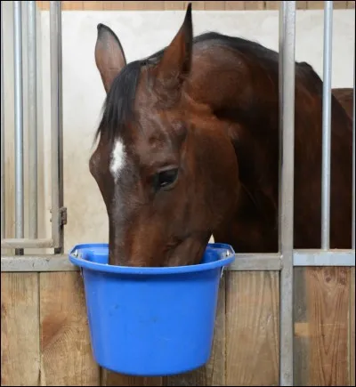 Quand donne-t-on le foin ?