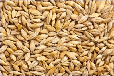 Quel est le nom de cette céréale ?