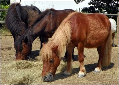 Quel est l'ordre de distribution de ces aliments ?