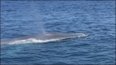 Les mammifères respirent de l'____.