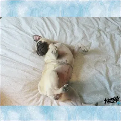 Quelle est la race de son chien ?