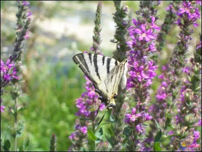 Comment s'appellent les fleurs où les papillons aiment se poser en été ?