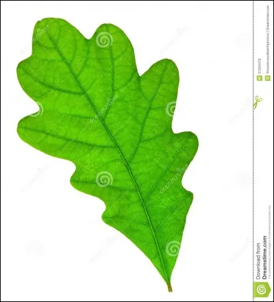 Comment se nomme l'arbre qui a des feuilles ondulées ?