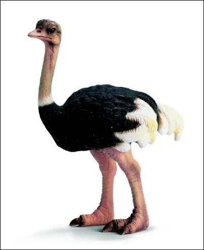 Quel est le régime alimentaire de l'autruche ?