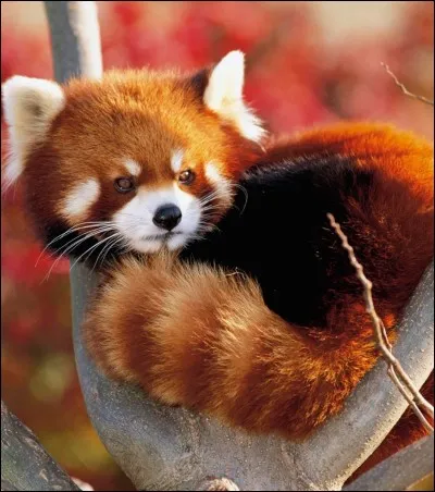 Comment se nomme ce panda ?