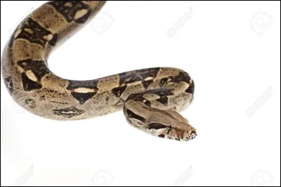 Est-ce que le boa est venimeux ?