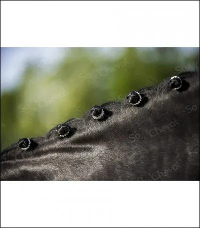 Comment s'appelle cette coiffure ?