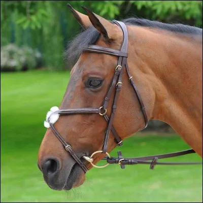 Comment appelle-t-on un filet qui a 2 muserolles?