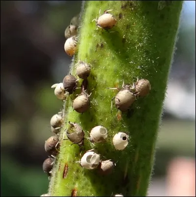 Quel est cet animal ?