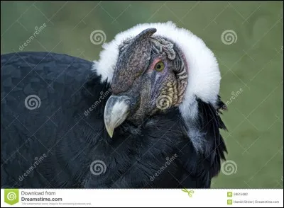 Quel est cet animal ?