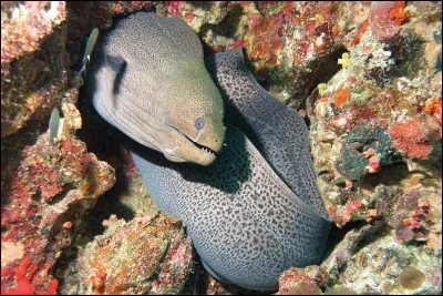 Quel est cet animal ?