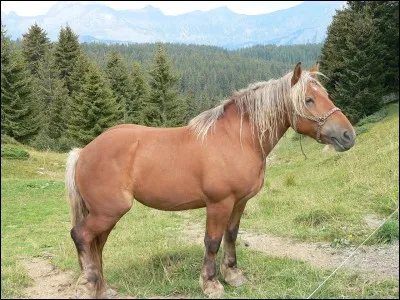 Quelle est la race de ce cheval ?