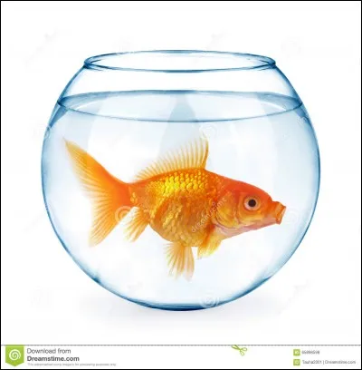 Quel est son animal de compagnie ?