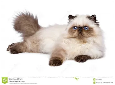 Quelle est la race de ce chat ?