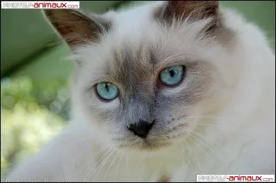 Quelle est la race de ce chat ?