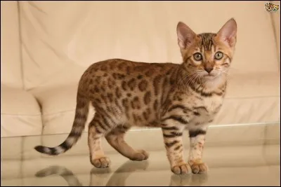 Quelle est la race de ce chat ?