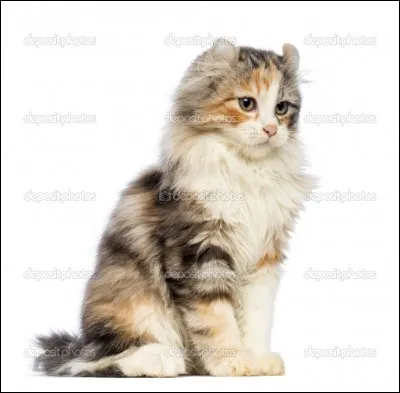 Quelle est la race de ce chat ?