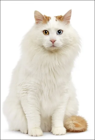 Quelle est la race de ce chat ?