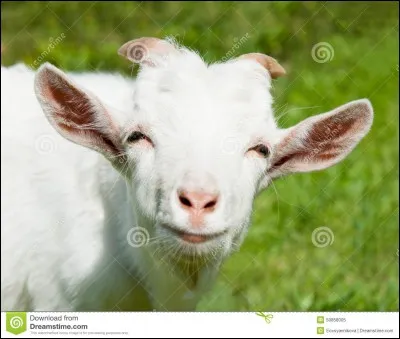 Quel est cet animal ?