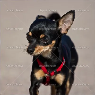 Quelle est cette race de chien ?