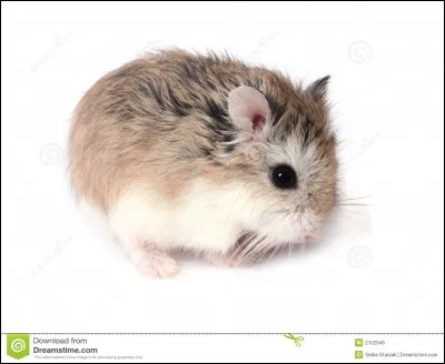 Quel est cet animal ?