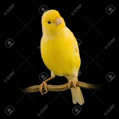 Quelle est cette race d'oiseau ?