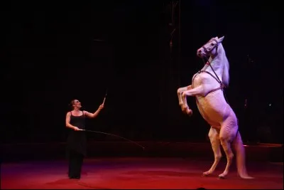 Comment se nommait ce célèbre cheval qui a donné son nom à une troupe de théâtre équestre ?