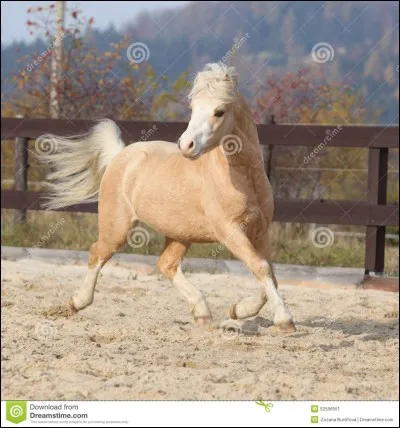 Il a été champion olympique en 1988 à Séoul et président de la FFE de 1993 à 1998 ; quel est son nom ?