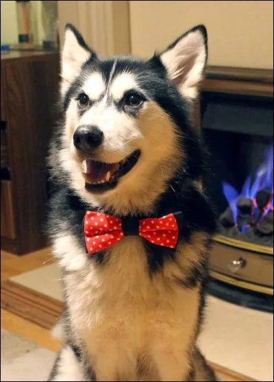 Quel animal domestique aimerais-tu avoir ?