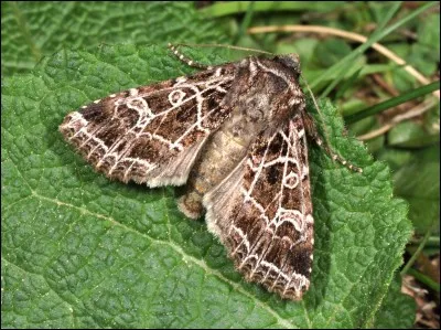 Se dit des animaux ou des plantes qui craignent la lumière du soleil.