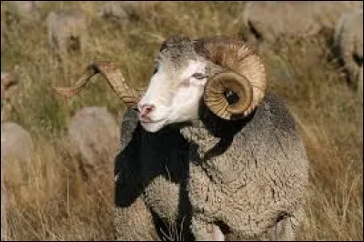 Si la brebis bêle, que fait son digne compagnon ?