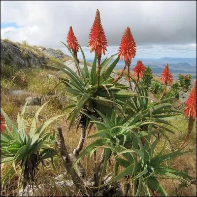 De quelle plante sont ces hampes florales semblables à des candélabres ?