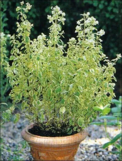 Que voit-on sur cette photo ?