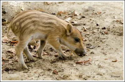 Comment s'appelle le petit de la laie et du sanglier ?